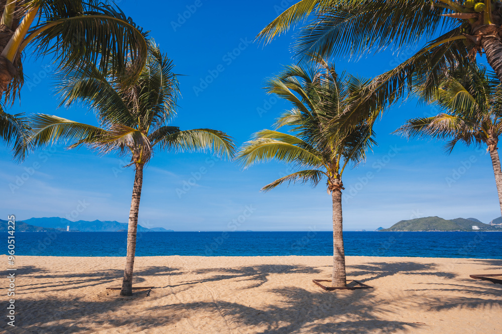 palm trees on a sandy beach in Vietnam in Nha Trang against the background of the sea palm trees on a sandy beach in Vietnam in Nha Trang against the background of the sea