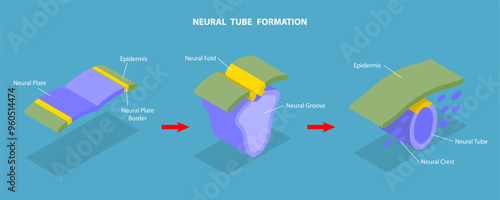 3D Isometric Flat Vector Illustration of Neural Tube Formation, Anatomy of the Central Nervous System