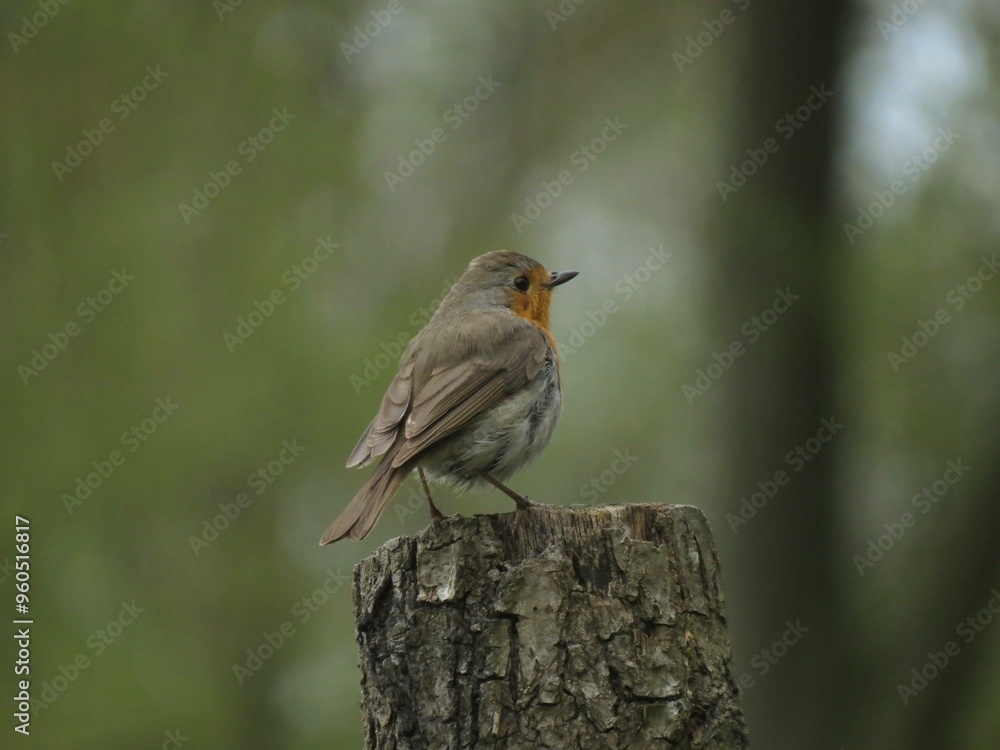Fototapeta premium european robin in the forest