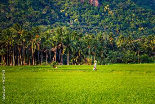 Photos Beautiful landscape featuring a paddy rice field with mountains and a blue sky in Nagercoil, Tamil Nadu, South India