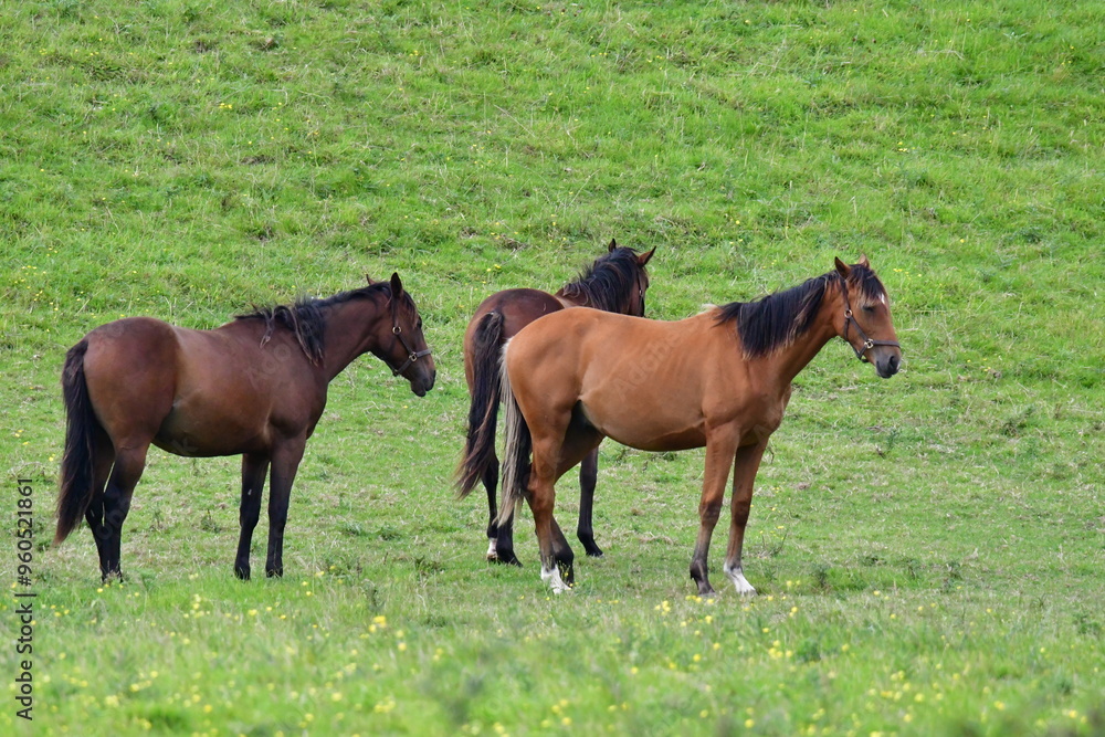 Horses grazing in a meadow, Carrick-on-Suir, Co.Tipperary, Ireland Horses grazing in a meadow, Carrick-on-Suir, Co.Tipperary, Ireland