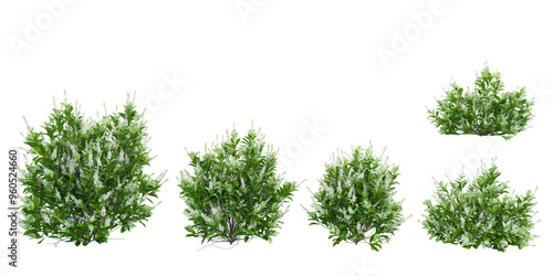 Slika na platnu Collection of Sixteen candles summersweet plants with transparent background