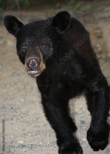 Schwarzbär / Black bear / Ursus americanus.