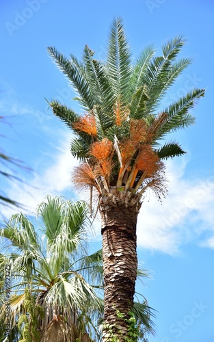 red flowers palm tree
