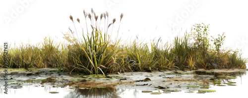 PNG Serene wetland with aquatic plants