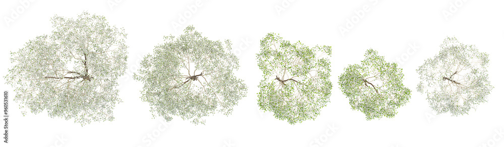 Top view of Floweing white dogwood Trees isolated on white background Top view of Floweing white dogwood Trees isolated on white background