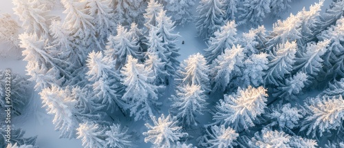Winter Wonderland: Aerial View of Snow-Covered Forest Landscape with Pine Trees in Cold Season