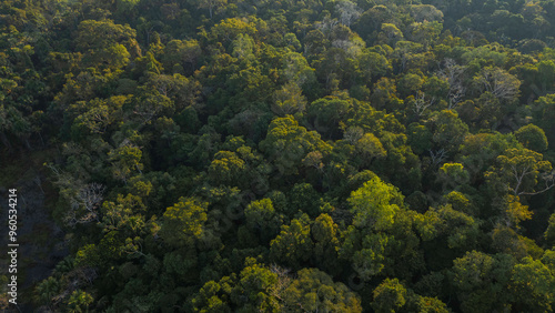 Peruvian Amazon rainforests, aerial photos taken with drone of the Amazon, biodiverse forests, with a large number of trees