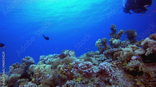 Wallpaper Mural Blue Diver under Sea. Underwater sea fish. Tropical fish reef marine. Colourful underwater seascape. Reef coral scene. Coral garden seascape. Colourful tropical coral reefs. Torontodigital.ca