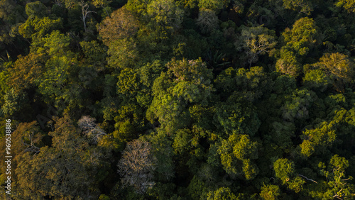 Peruvian Amazon rainforests, aerial photos taken with drone of the Amazon, biodiverse forests, with a large number of trees photo