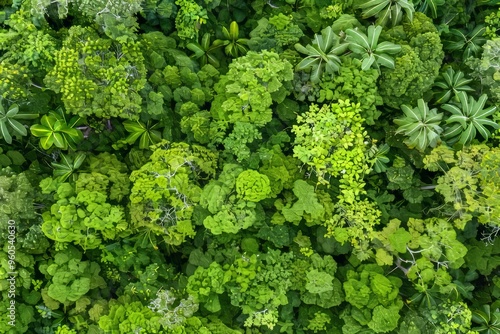 Aerial perspective of lush forest contributing to carbon capture for environmental sustainability