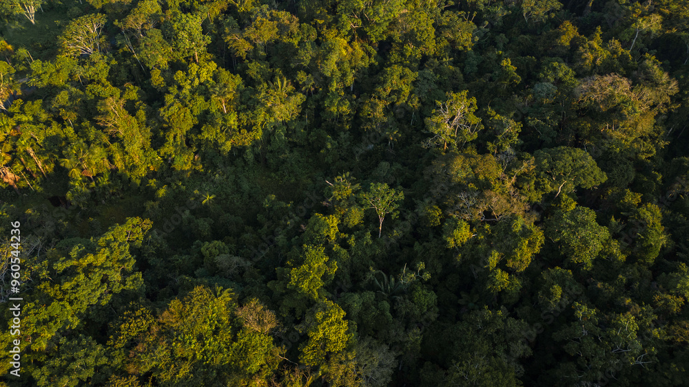 Peruvian Amazon rainforests, aerial photos taken with drone of the Amazon, biodiverse forests, with a large number of trees Peruvian Amazon rainforests, aerial photos taken with drone of the Amazon, biodiverse forests, with a large number of trees
