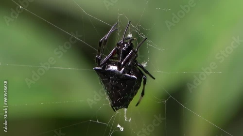 Araña negra tejiendo telaraña en su entorno natural con fondo verde desenfocado