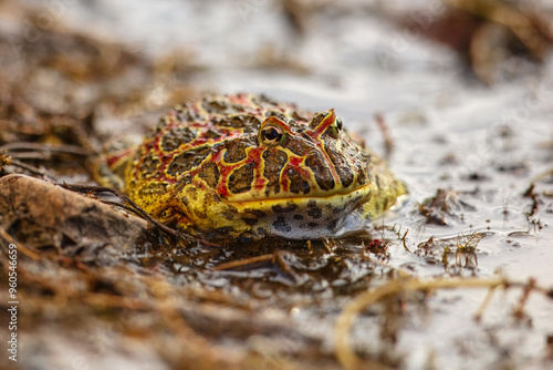 Closeup head of Argentine horned frog (Ceratophrys ornata), also known as the Argentine wide-mouthed frog or the ornate pacman frog photo