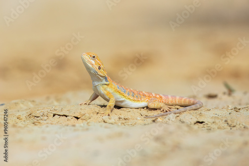 Closeup of a Bearded Dragon (Pogona vitticeps), re native to Australia. Both the scientific and the common name of the Bearded Dragon refer to the spiny “beard” . photo