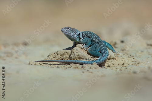 The common collared lizard (Crotaphytus collaris), also commonly called eastern collared lizard, Oklahoma collared lizard, yellow-headed collared lizard, and collared lizard, photo