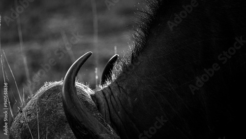 Tapety artystyczne Cape buffalo