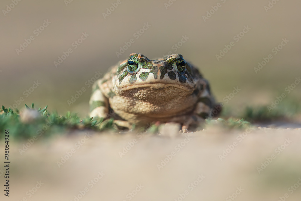 Close-up The European green toad (Bufotes viridis) in a natural habitat Close-up The European green toad (Bufotes viridis) in a natural habitat