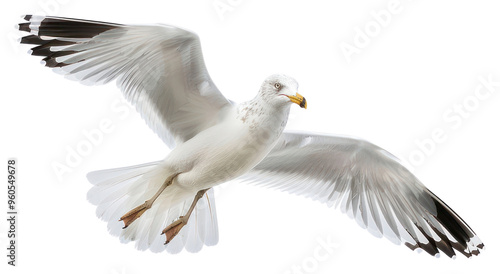 PNG Graceful seagull soaring in sky