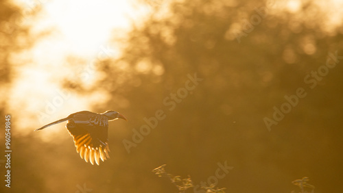 Red-billed hornbill in flight