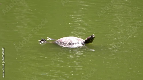 Video de una tortuga nadando tranquilamente en el agua de un lago