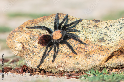 Photos Golden Red Rump Tarantula (Brachypelma albiceps) Brachypelma albiceps is a species of spider in the tarantula family, Theraphosidae