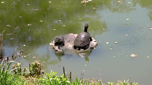 Tortuga adulta y una cría tomando el sol sobre una piedra en medio de un estanque.