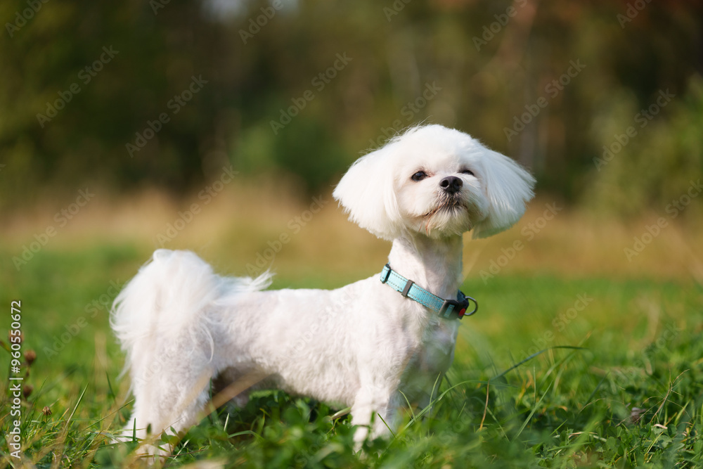 White Maltese is posing in forest during sunny day White Maltese is posing in forest during sunny day