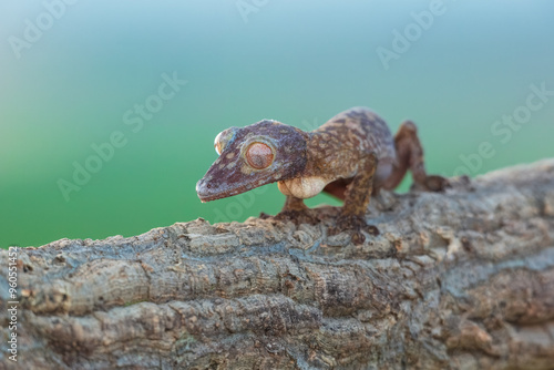 Henkel's Leaf-Tailed Gecko - Fringed Leaf-Tailed Gecko is a species of gecko endemic to Madagascar. photo