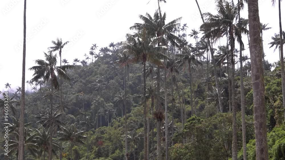 Campos del Valle del Cocora en Salento Quindío Campos del Valle del Cocora en Salento Quindío