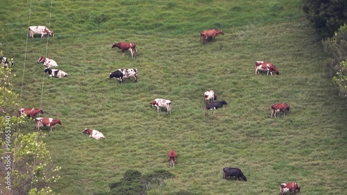 Video de vacas de diferentes colores pastando en un campo con pasto verde.