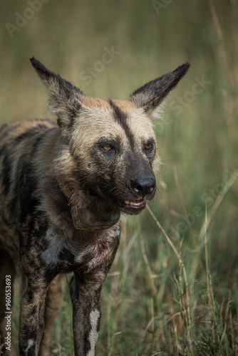 Tapety artystyczne Wild dog