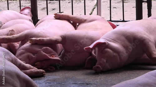 Grupo de cerdos durmiendo en su corral o cochera