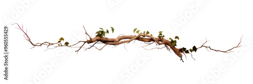 PNG Ivy plant tree white background.