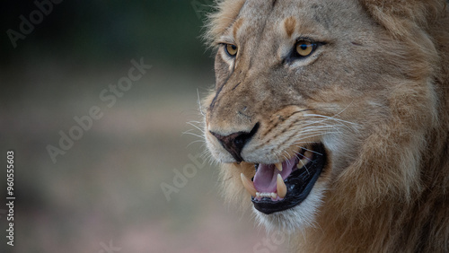 Lion snarl