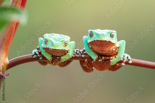 Giant Waxy Tree Frog, (Phyllomedusa bicolor) These frogs inhabit drier parts of treetops, where they prevent themselves from drying out by wiping wax, produced by special skin glands, over their bodie photo