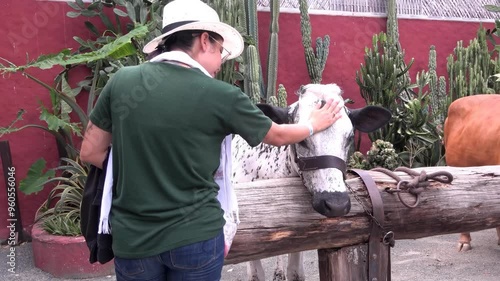 Persona acariciando a una vaca en una granja.