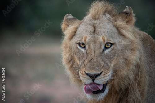 Lion portrait