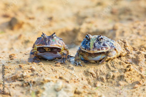 Foto The Surinam horned frog (Ceratophrys cornuta ), also known as Amazonian horned frog, is a bulky frog measuring up to 20 centimetres (7