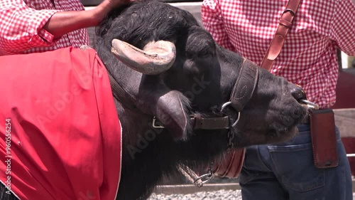 Búfalo pequeño, con pañuelo en el cuello y aro en la nariz