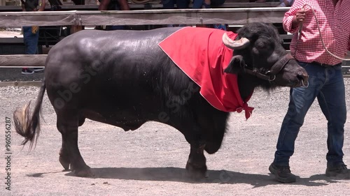 Búfalo pequeño, con pañuelo en el cuello y aro en la nariz