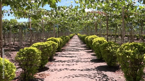 Camino de campos de uvas, viñedo Colomiano photo