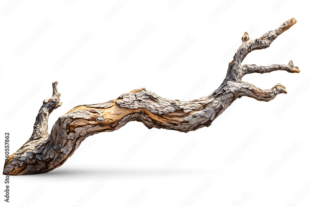 Twisting Ancient Tree Branch Isolated on White Background Twisting Ancient Tree Branch Isolated on White Background