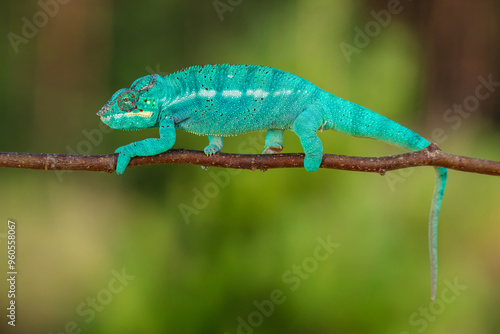 Panther chameleon (Furcifer pardalis) is a species of chameleon found in the eastern and northern parts of Madagascar in a tropical forest biome.  photo