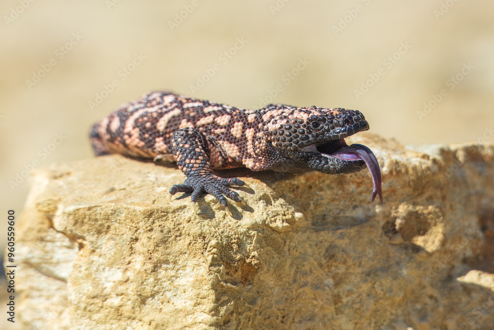 Gila monster (Heloderma suspectum is a species of venomous lizard native to the southwestern United States and northwestern Mexican state of Sonora. A heavy, typically slow-moving lizard. Gila monster (Heloderma suspectum is a species of venomous lizard native to the southwestern United States and northwestern Mexican state of Sonora. A heavy, typically slow-moving lizard.