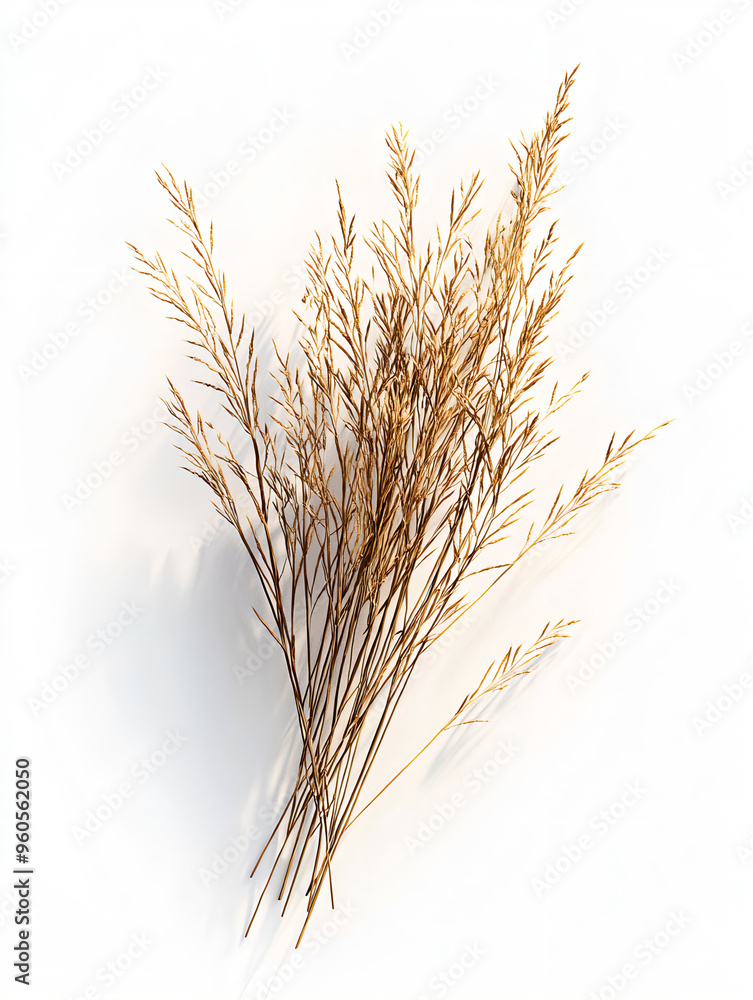 Fototapeta premium Golden Dry Wheat Stalks Isolated on White Background – Natural Autumn Decor, Rustic Farm Harvest, Organic Agriculture Theme 