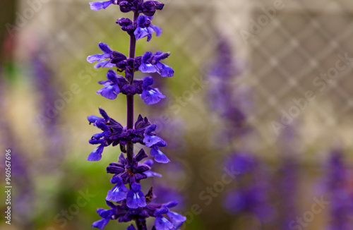 beautiful blue flower consisting of many small growing vertically photo