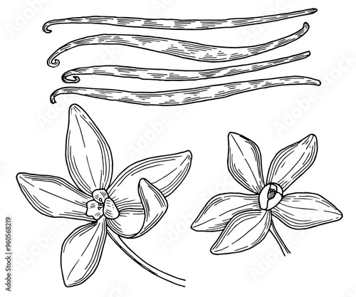 Vanilla beans and their flowers