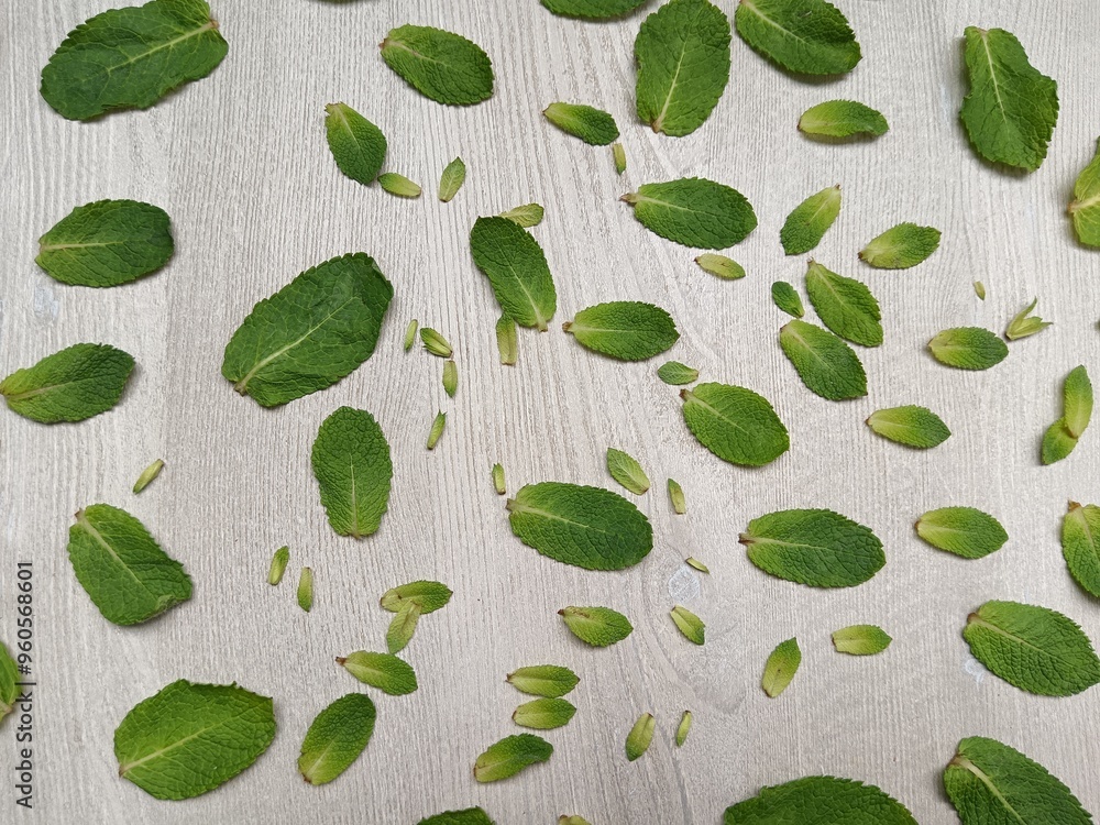 green mint leaves background green mint leaves background