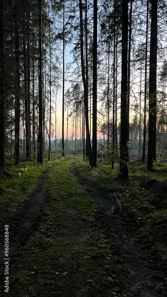 Fototapeta premium morning in the woods